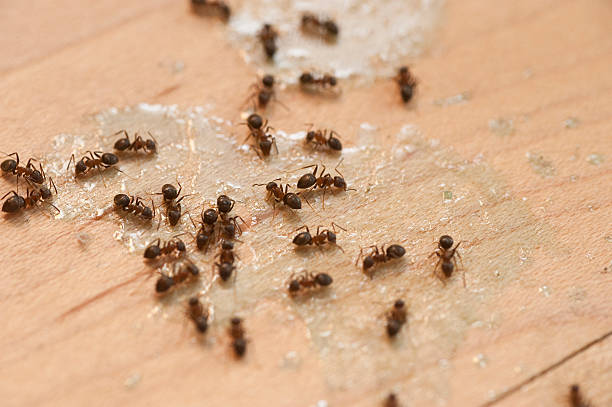Best Pest Prevention Services  in Millbourne, PA